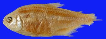 Media type: image; Ichthyology 89558